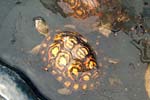 Erdschildkröte
